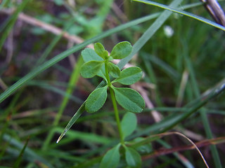 Galium rotundifolium