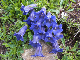 Gentiana acaulis