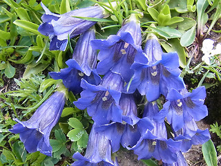 Gentiana acaulis