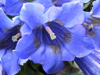 Gentiana acaulis