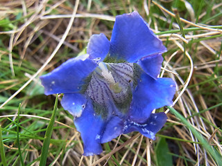 Gentiana acaulis