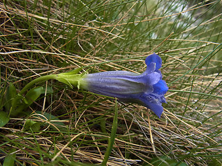 Gentiana acaulis