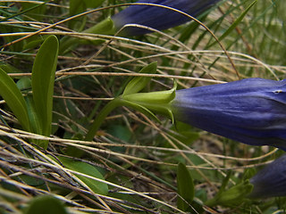 Gentiana acaulis