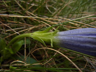 Gentiana acaulis