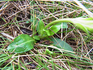 Gentiana acaulis