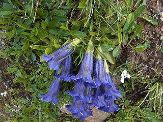 Gentiana acaulis