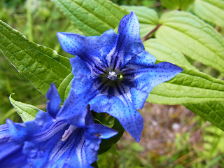 Gentiana asclepiadea