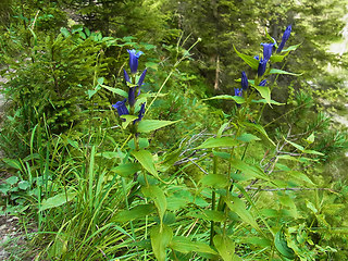 Gentiana asclepiadea