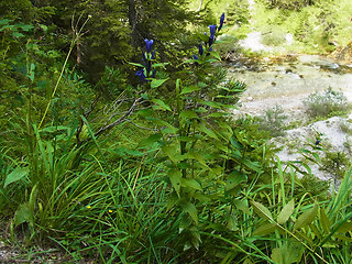 Gentiana asclepiadea