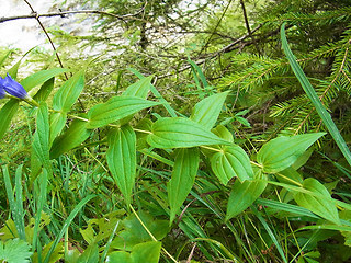 Gentiana asclepiadea