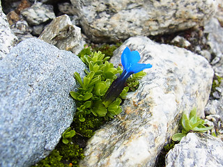 Gentiana orbicularis