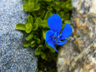 Gentiana orbicularis