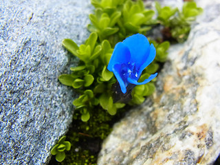 Gentiana orbicularis