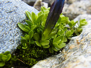 Gentiana orbicularis