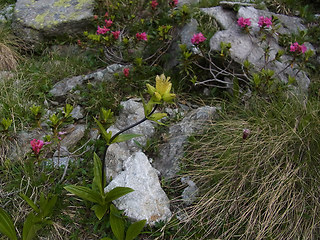 Gentiana punctata