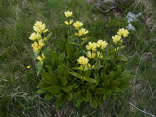 Gentiana punctata