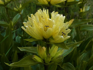 Gentiana punctata