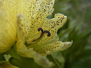 Gentiana punctata