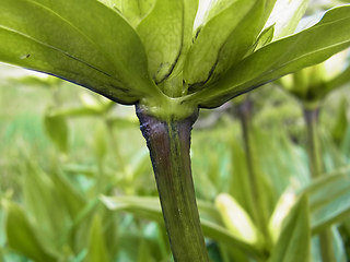 Gentiana punctata