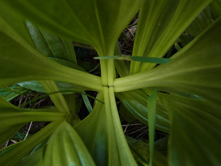 Gentiana punctata