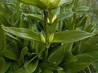 Gentiana punctata