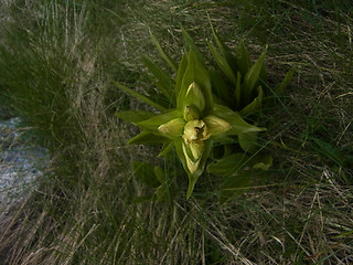 Gentiana punctata