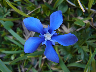 Gentiana verna