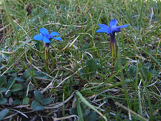 Gentiana verna