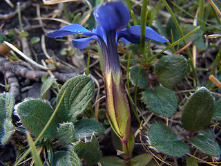 Gentiana verna