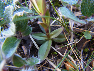 Gentiana verna