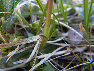 Gentiana verna