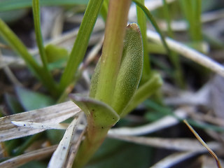 Gentiana verna