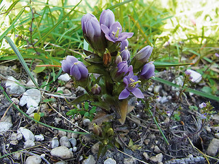 Gentianella aspera