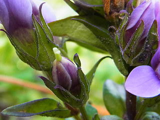 Gentianella aspera