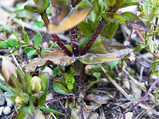 Gentianella aspera