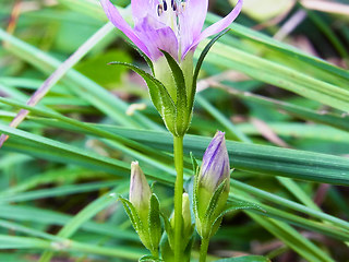 Gentianella aspera