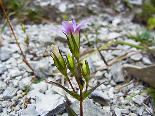 Gentianella aspera