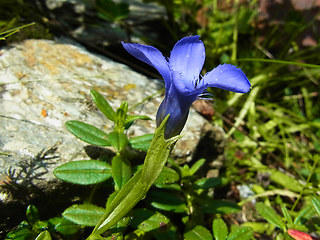 Gentianella ciliata