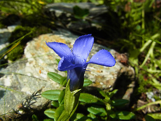 Gentianella ciliata