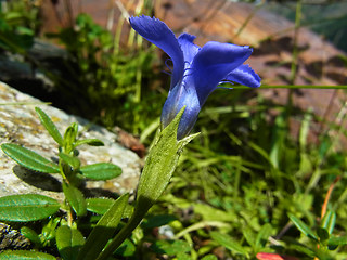 Gentianella ciliata