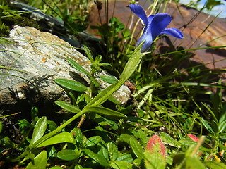 Gentianella ciliata