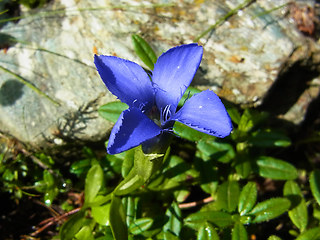 Gentianella ciliata