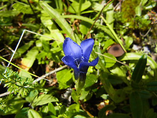 Gentianella ciliata