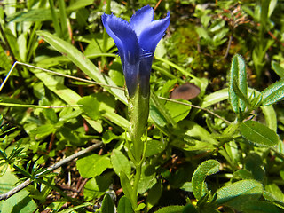 Gentianella ciliata