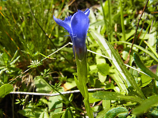 Gentianella ciliata