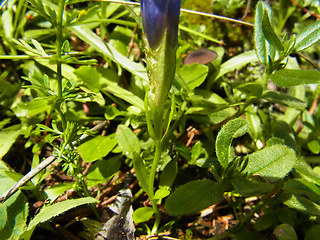 Gentianella ciliata