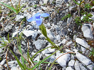 Gentianella ciliata