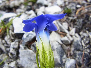 Gentianella ciliata