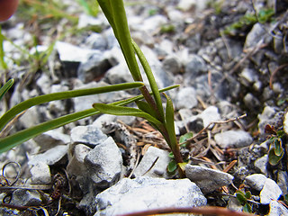 Gentianella ciliata