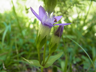 Gentianella germanica